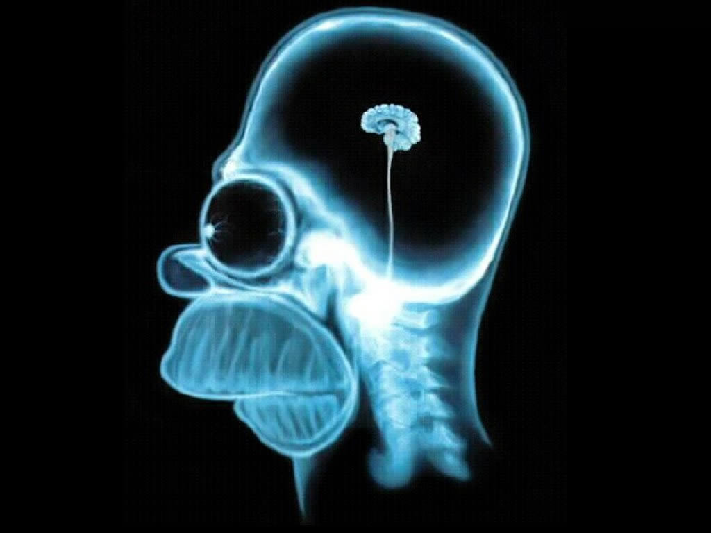 PORQUEEEEEE? Homer-simpson-wallpaper-brain-1024