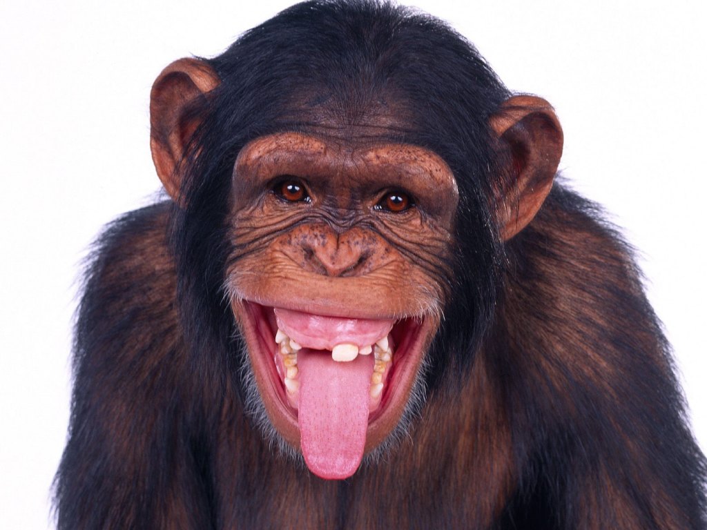 எச்சரிக்கை யாரும் இதைப் பார்க்கவேண்டாம்!!!!!!!!!!! Monkey200111%5B1%5D