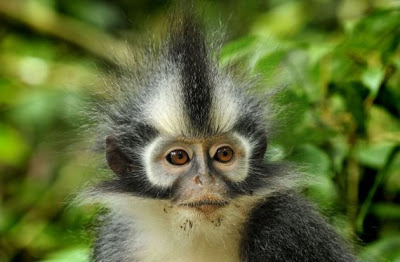 Berbagai Gaya Rambut Binatang yang Unik  Monyet