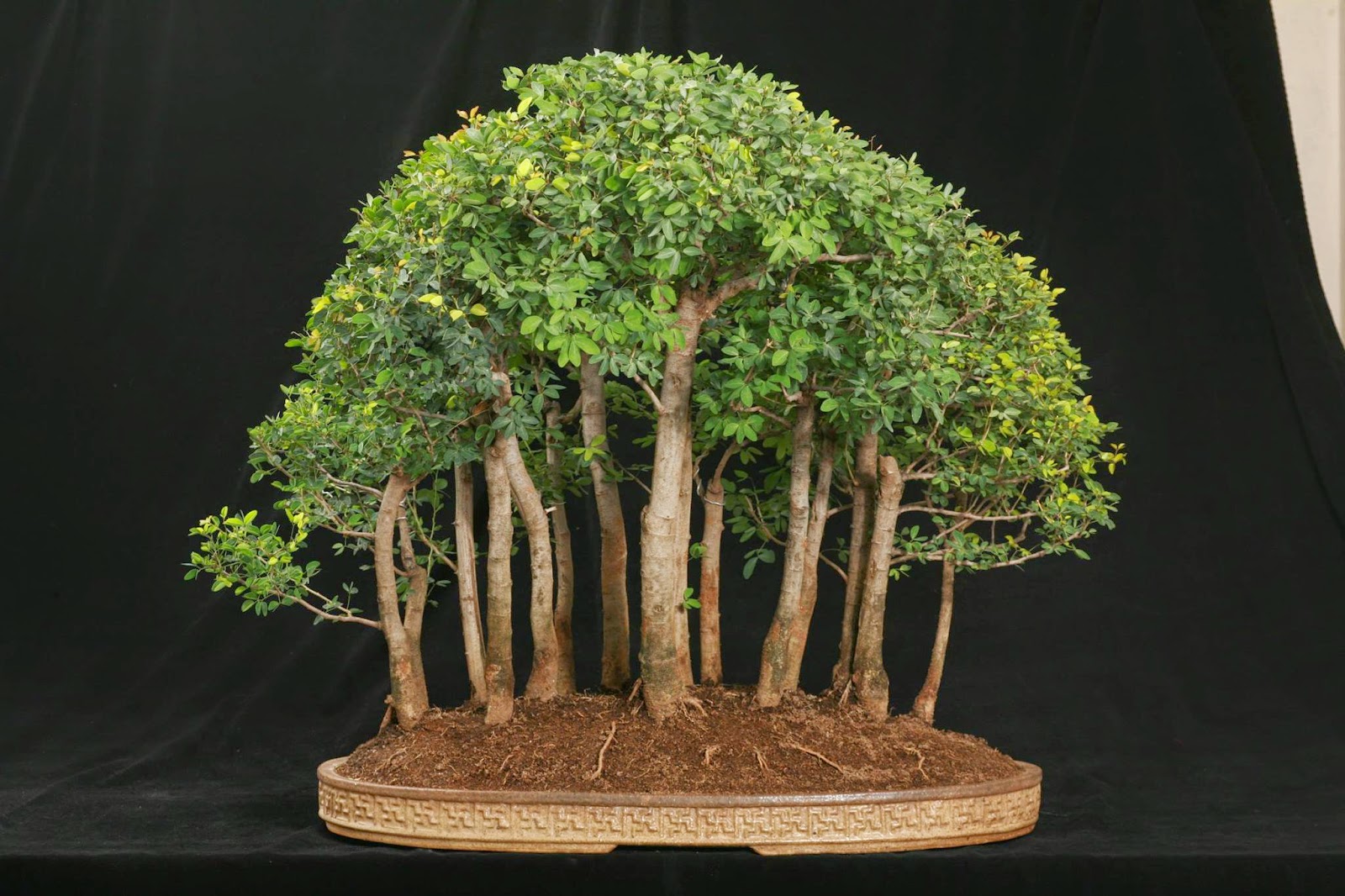 pretutorial para crear un bonsai de pino %E0%B8%9A%E0%B8%AD%E0%B8%99%E0%B9%84%E0%B8%8B%E0%B8%A1%E0%B8%B0%E0%B8%82%E0%B8%B2%E0%B8%A1%E0%B9%80%E0%B8%97%E0%B8%A8%2B2