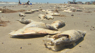 Migliaia di pesci morti rinvenuti lungo le coste del Texas Dead-fish-Galveston