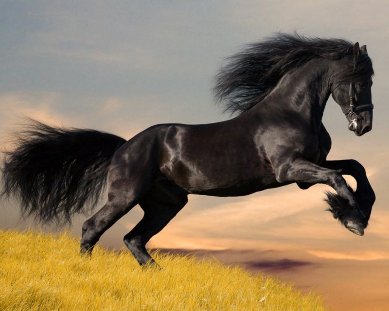 مجموعة صور للحصان والفرس والمهر بكل أنواعه Arab_horse
