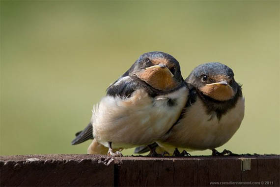 اجمل صور الطيور روعه Bird_photography_22