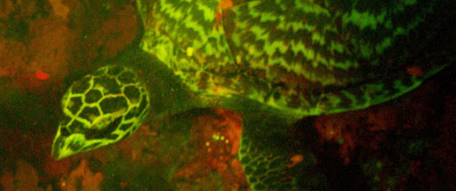 Marine Biologist Discovers the First Biofluorescent Sea Turtle HT_turtle_01_jef_150929_12x5_1600