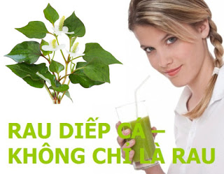 Hướng dẫn cách chữa bệnh trĩ ngoại bằng rau diếp cá Cach-chua-benh-tri-ngoai-bang-rau-diep-ca