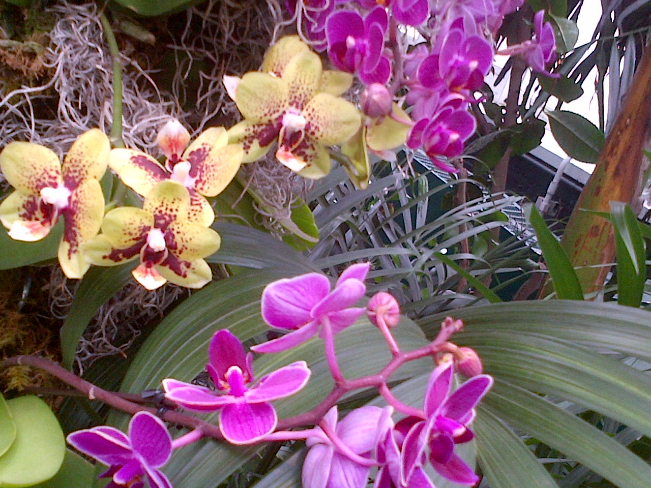 வசந்த காலப் பனி... Orchid-6