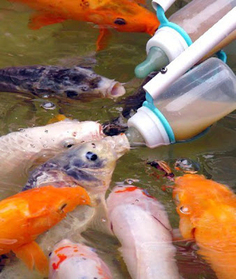 اطعام السمك بواسطة رضاعات الاطفال في الصين ( صور + فيديو ) Feeding-fish-with-baby-bottle-04