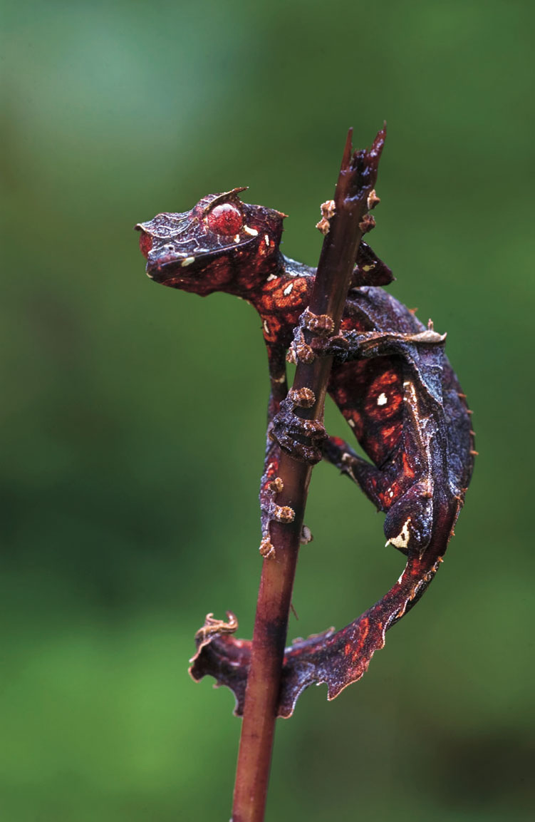 [MPM]Daimon Kaito Uroplatus_phantasticus