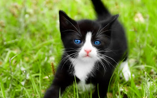 صور قطط جديده ، صور قطط صغيره ، صور قطط منوعه ، صور قطط للتصميم ، قطط ، 2011 ، 2012  Wallcate.com%20%2885%29