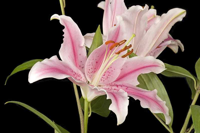 C'est Une Belle Journée [Nessie] Classic-lily-pink-flower