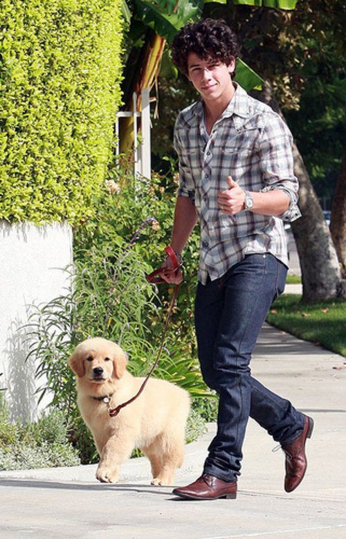 Happy Birthday Elvis Jonas !!!! Nick-jonas-his-dog-elvis--large-msg-122188783457