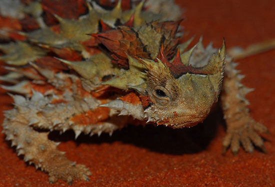 "الشيطان الشوكى"Thorny Lizard or Thorny Devil D9001ddaa314c121d5e9b0a7f046b0a8