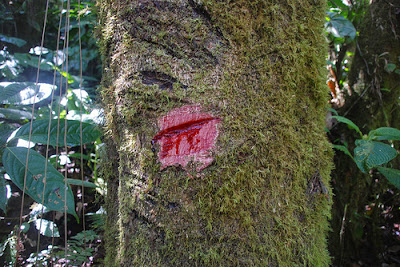 Lo que esconden los bosques Tomo I Sangre-de-drago