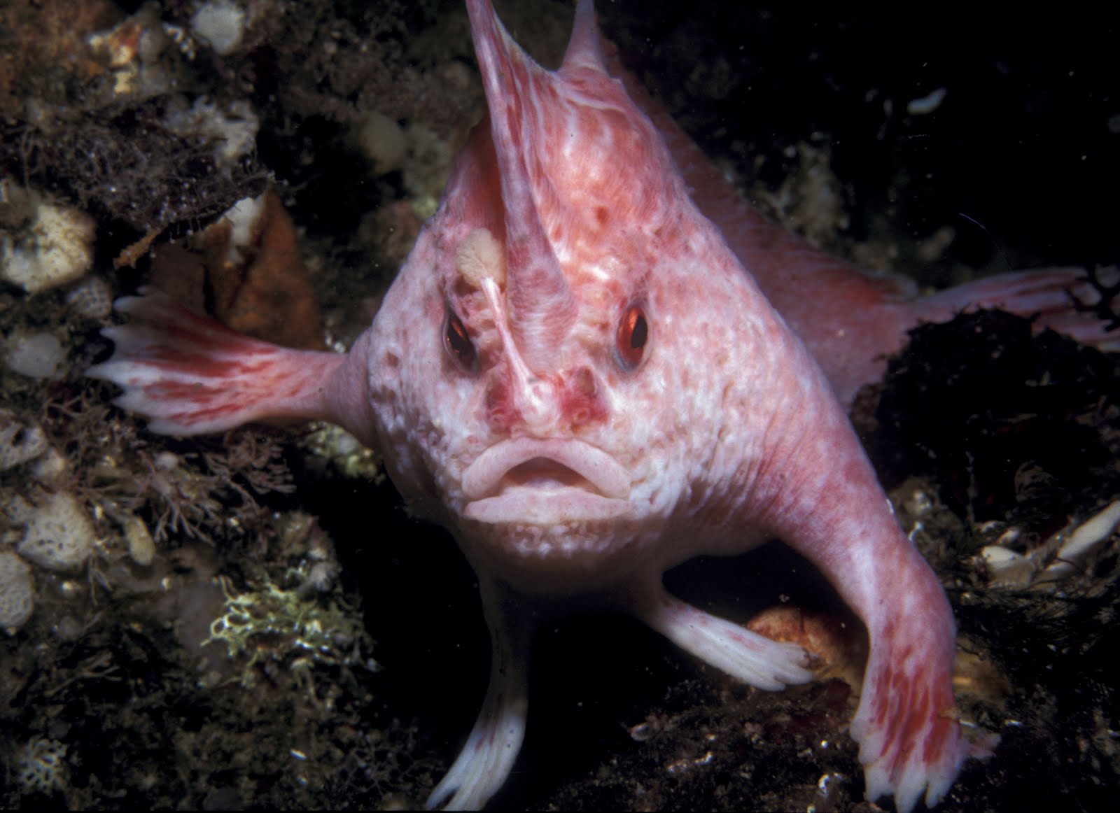 Criaturas del mundo submarino que parecen salidas de una pesadilla Pink-handfish_KGH