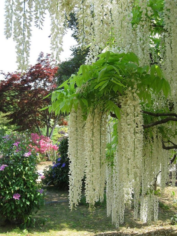 شلال من الزهور Japan-waterfall-flower-1