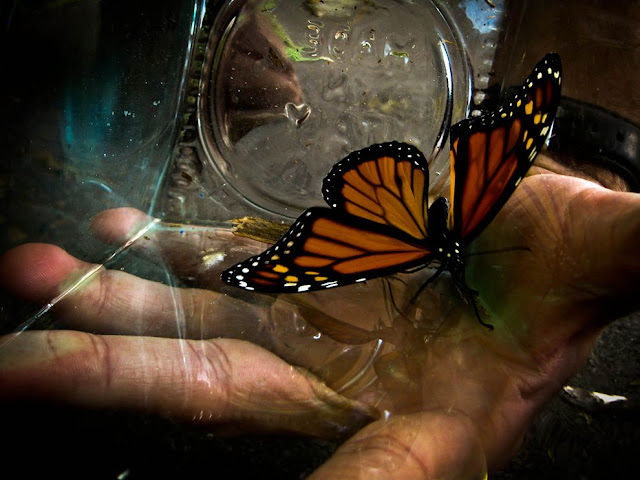  أفضل صور ناشيونال جيوغرافيك  Monarch-butterfly-jar_63708_990x742