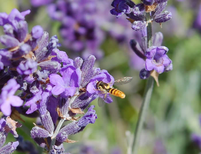 ~~Stress Relief Benefits of Lavender~~ SerphydFlyonLavenderHidcoteSuperior