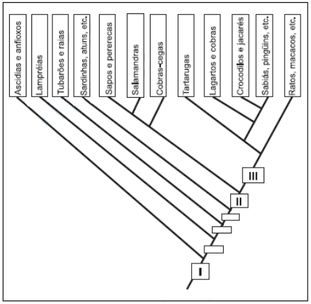 CORDADOS Fig7