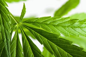 First Coconut Oil, Now Cannabis: Natural Substances that Halt Alzheimer’s  Fotolia_63993129_Subscription_Monthly_M-300x199