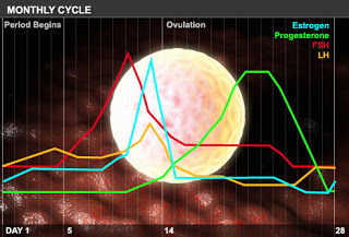 آلام أسفل البطن عند النساء Webmd_rf_photo_of_menstrual_cycle_graph