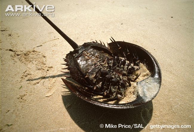 الدم الازرق (سبحان الله ) Upturned-horseshoe-crab