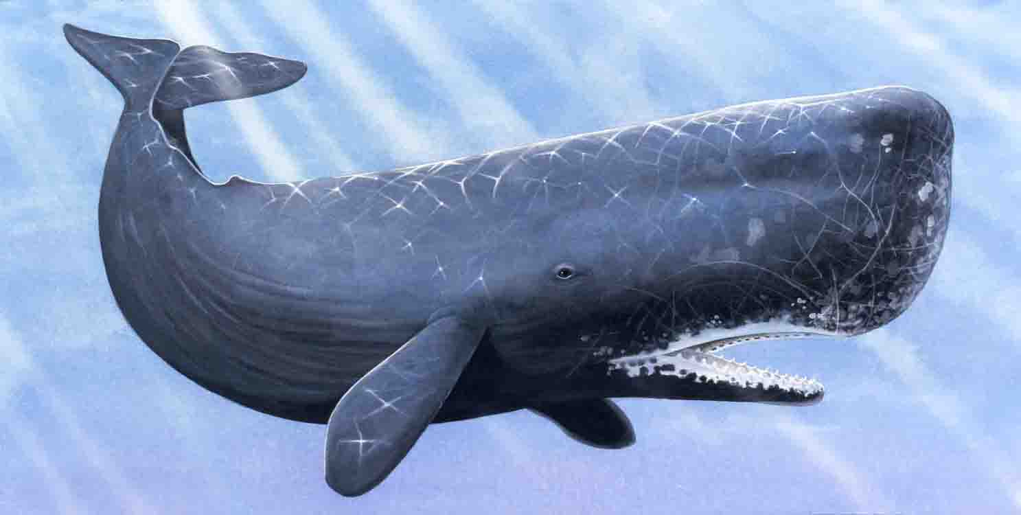 حوت يبلع الجزيرة العربية Sperm_whale