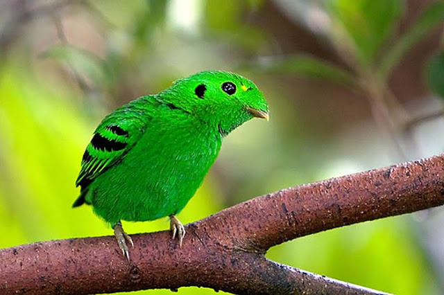 مجموعة من أجمل الصور للطيور في العالم ATT0001636