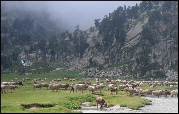 EL LOBO EN ESPAÑA: EL ETERNO PROSCRITO  Vacas%2Bbenasque