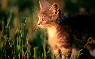 صور قطط جديده ، صور قطط صغيره ، صور قطط منوعه ، صور قطط للتصميم ، قطط ، 2011 ، 2012  Wallcate.com%20%2839%29