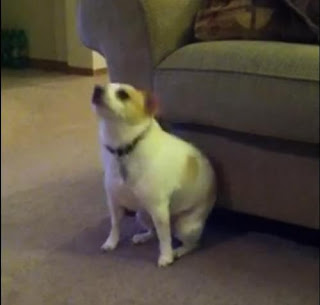 Σκύλος χορεύει Eminem! Dog-Dancing-To-Eminem-Shake-That