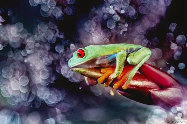  عالم الضفادع الملونة غاية في الروعة بعدسة مصورة هولندية Incredible Photographs of Colored Frogs by Dutch photographer Colored-frogs-013