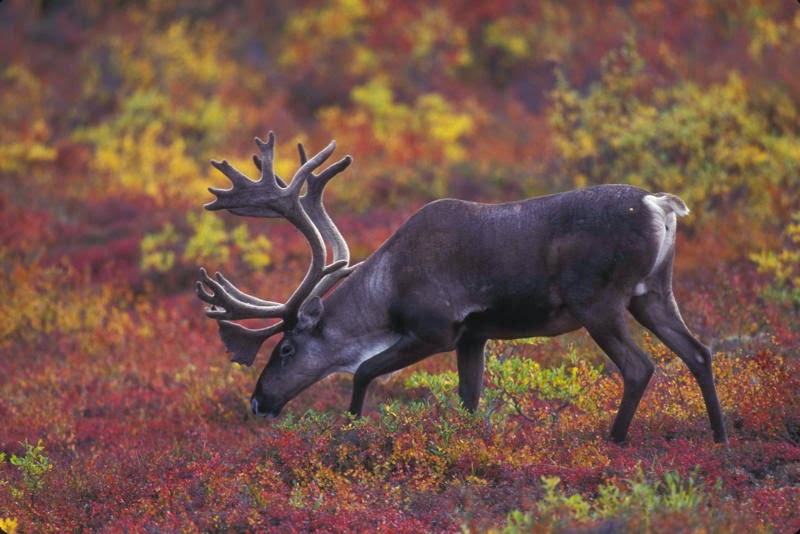 الحياة البرية فى( القطب الشمالى) - صفحة 2 Animal_adaptations_caribou