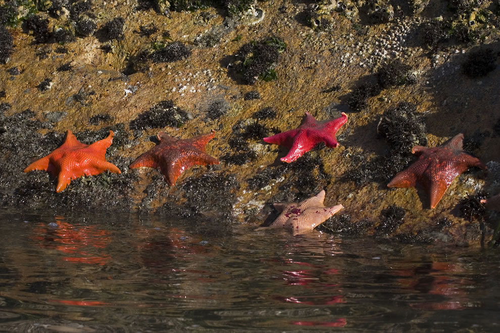 شاطئ الزجاج (كاليفورنيا) Sea-Bat-Stars-Morro-Bay-CA-MacKerricher-State-Park