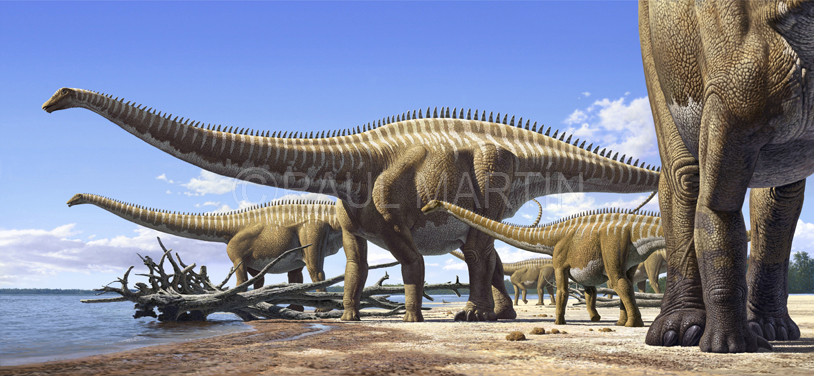 Animales alfabeticamente 5 - Página 4 Diplodocus