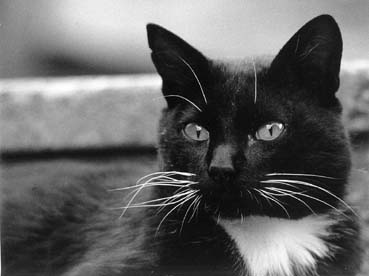 blanco & negro - Página 3 Gato_blanco_y_negro