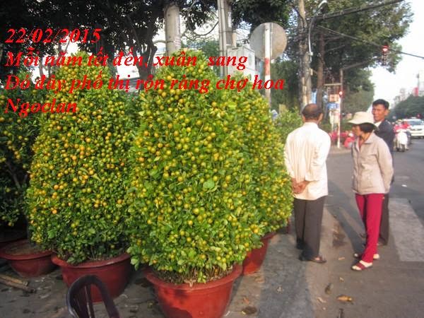 22/02/2015 DƯ ÂM: CHỢ HOA DỊP TẾT  Copy%2Bof%2B8%2B%28Copy%29