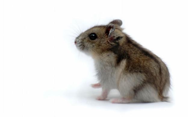 Hamsters Chineses  Hamster