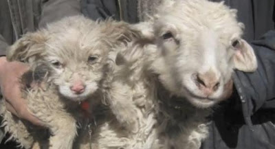 Noticias: Una oveja ha parido a un perro Perrooveja1