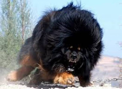 Η ακριβότερη ράτσα σκύλων στον κόσμο… Tibetan_Mastiff