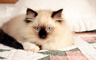 صور قطط جديده ، صور قطط صغيره ، صور قطط منوعه ، صور قطط للتصميم ، قطط ، 2011 ، 2012  Wallcate.com%20%2832%29