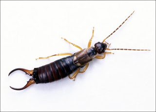 هل حقا حشرة أبو مقص تسبب الصم (الطرش) للإنسان ؟ Earwig