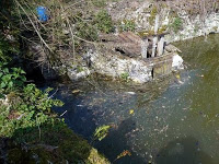 France, Marne, Montmirail: 200 Kg de poissons morts dans un étang 201103304d92a0bb14d00-0