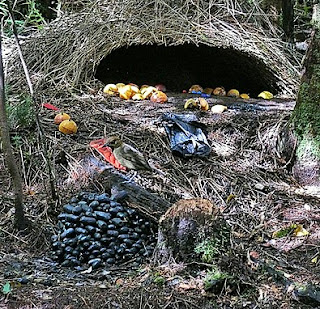 Burung Namdur, Disainer Sarang Terhebat SarangNamdur