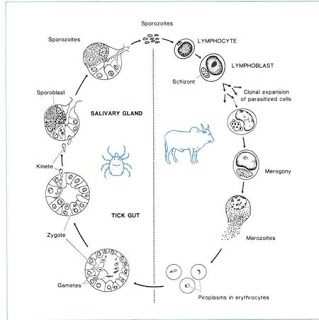 الثايليريا_theileriosis FIG2