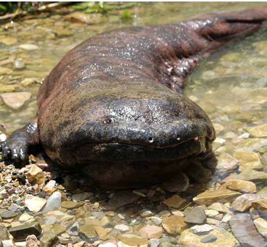 CAUSE AN UPROAR! ChineseGiantSalamander