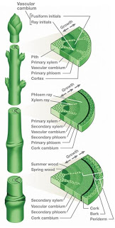 شكل ومورفولجيا النبات  Stem-cross-section2