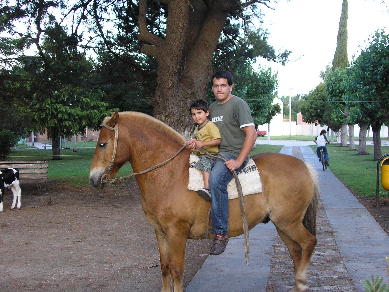 PONEY PETISO-ARGENTINS (textes,photos,vidéo) P3132039