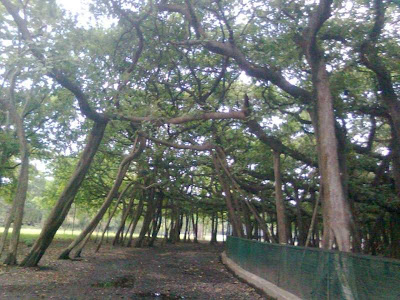 அதிக கிளைகள் உள்ள மரங்கள்.. Great-Banyan-04