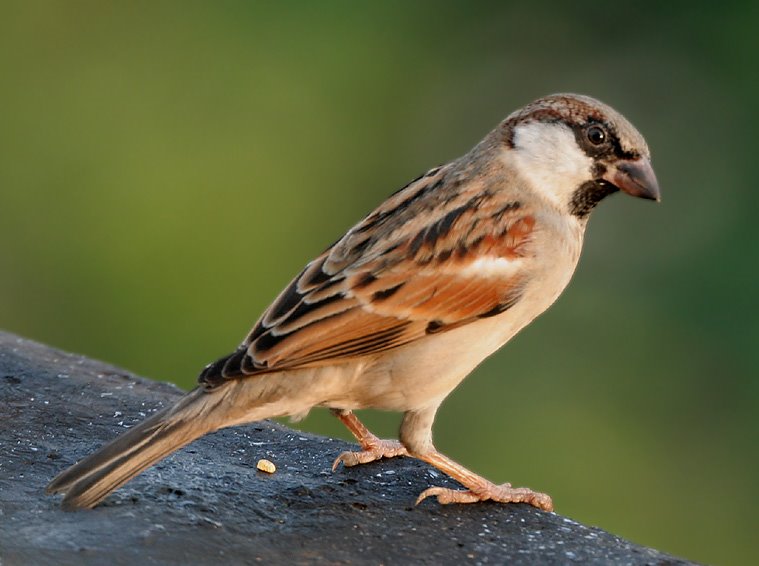 சிறகை சிலிர்க்கும் சிட்டு..! House_sparrow_m_i_img_7881