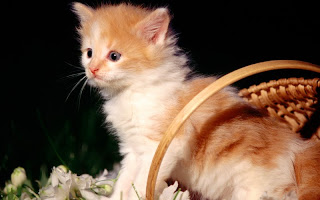 صور قطط جديده ، صور قطط صغيره ، صور قطط منوعه ، صور قطط للتصميم ، قطط ، 2011 ، 2012  Wallcate.com%20%2812%29